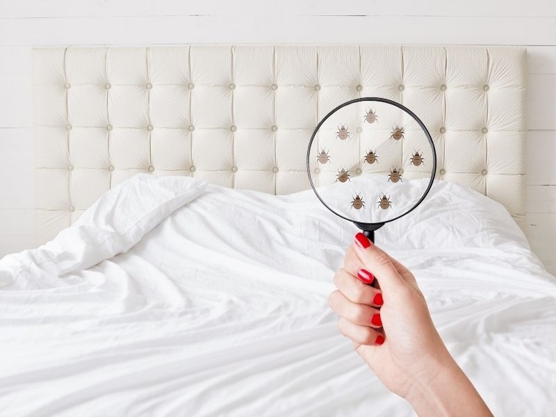 Bedbugs