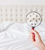 Bedbugs