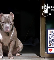 Urgent Advice: What to Do If Your Child Is Bitten by a Dog - Ten Essential Tips